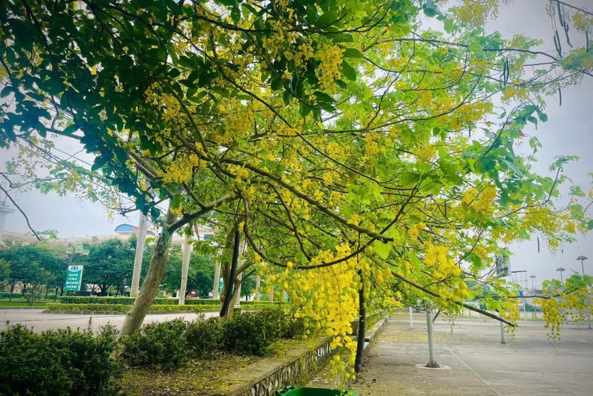 Trang thông tin luận án của Nghiên cứu sinh Trần Bảo Ngọc