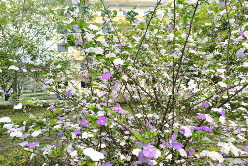 Lịch tuần từ 17/11/2025 đến 23/11/2025